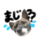 リン（柴犬と甲斐犬のハーフ）*ぷる文字（個別スタンプ：7）
