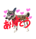 リン（柴犬と甲斐犬のハーフ）*ぷる文字（個別スタンプ：8）