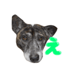 リン（柴犬と甲斐犬のハーフ）*ぷる文字（個別スタンプ：9）