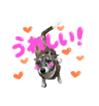 リン（柴犬と甲斐犬のハーフ）*ぷる文字（個別スタンプ：10）