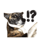 リン（柴犬と甲斐犬のハーフ）*ぷる文字（個別スタンプ：12）