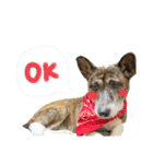 リン（柴犬と甲斐犬のハーフ）*ぷる文字（個別スタンプ：13）