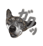 リン（柴犬と甲斐犬のハーフ）*ぷる文字（個別スタンプ：14）