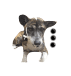 リン（柴犬と甲斐犬のハーフ）*ぷる文字（個別スタンプ：15）