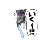 リン（柴犬と甲斐犬のハーフ）*ぷる文字（個別スタンプ：17）