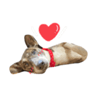リン（柴犬と甲斐犬のハーフ）*ぷる文字（個別スタンプ：18）