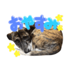 リン（柴犬と甲斐犬のハーフ）*ぷる文字（個別スタンプ：20）