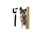 リン（柴犬と甲斐犬のハーフ）*ぷる文字（個別スタンプ：22）