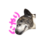 リン（柴犬と甲斐犬のハーフ）*ぷる文字（個別スタンプ：23）