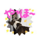リン（柴犬と甲斐犬のハーフ）*ぷる文字（個別スタンプ：24）