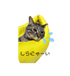 茶々＆とと（個別スタンプ：1）