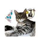 茶々＆とと（個別スタンプ：6）