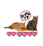 茶々＆とと（個別スタンプ：10）