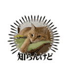 茶々＆とと（個別スタンプ：11）
