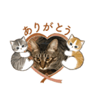 茶々＆とと（個別スタンプ：14）