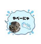 茶々＆とと（個別スタンプ：15）