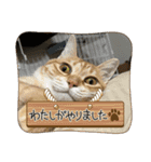 茶々＆とと（個別スタンプ：16）