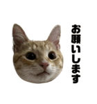 マンチカンの茶々丸です（個別スタンプ：11）