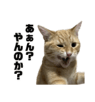 マンチカンの茶々丸です（個別スタンプ：15）