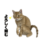 マンチカンの茶々丸です（個別スタンプ：23）
