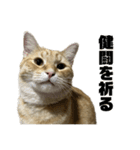マンチカンの茶々丸です（個別スタンプ：36）