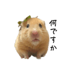 キンクマのもち様 vol.5（個別スタンプ：2）
