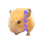 キンクマのもち様 vol.5（個別スタンプ：3）