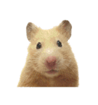 キンクマのもち様 vol.5（個別スタンプ：6）