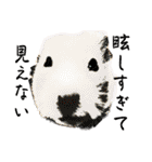 キンクマのもち様 vol.5（個別スタンプ：8）