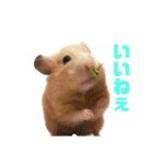 キンクマのもち様 vol.5（個別スタンプ：10）