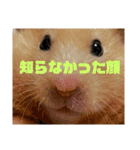 キンクマのもち様 vol.5（個別スタンプ：11）