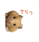 キンクマのもち様 vol.5（個別スタンプ：14）