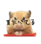 キンクマのもち様 vol.5（個別スタンプ：15）