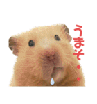 キンクマのもち様 vol.5（個別スタンプ：20）