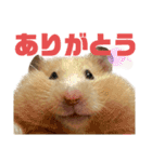 キンクマのもち様 vol.5（個別スタンプ：22）
