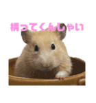 キンクマのもち様 vol.5（個別スタンプ：23）