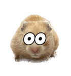 キンクマのもち様 vol.5（個別スタンプ：29）
