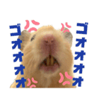 キンクマのもち様 vol.5（個別スタンプ：30）