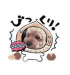 モモ君スタンプ（個別スタンプ：6）