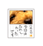 モモ君スタンプ（個別スタンプ：8）