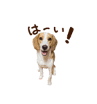 困り顔ビーグルわんわのすたんぷ（個別スタンプ：1）