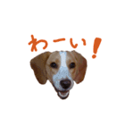 困り顔ビーグルわんわのすたんぷ（個別スタンプ：4）