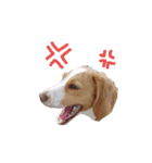 困り顔ビーグルわんわのすたんぷ（個別スタンプ：10）