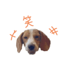 困り顔ビーグルわんわのすたんぷ（個別スタンプ：12）