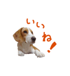 困り顔ビーグルわんわのすたんぷ（個別スタンプ：18）