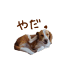困り顔ビーグルわんわのすたんぷ（個別スタンプ：20）