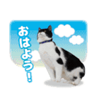 猫のうりくん ver.1（個別スタンプ：1）
