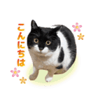 猫のうりくん ver.1（個別スタンプ：2）