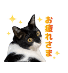 猫のうりくん ver.1（個別スタンプ：4）
