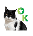 猫のうりくん ver.1（個別スタンプ：6）